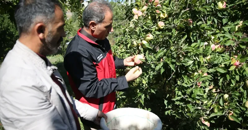 Türkiye de sadece bir ilçede yetişiyor! 6 ay boyunca bozulmuyor: Şekli çok ilginç
