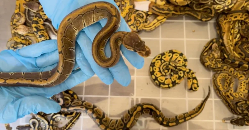 Kapıkule de 67 canlı piton yılanı ele geçirildi