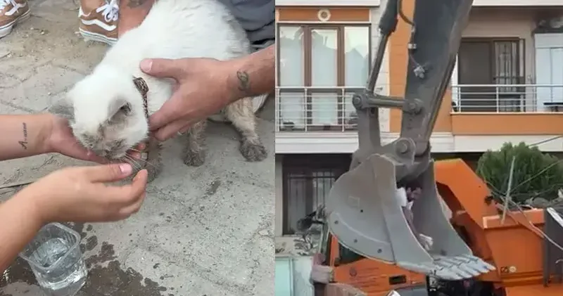 Maltepe’de enkaz altında kalan kedi saatler sonra canlı çıkarıldı
