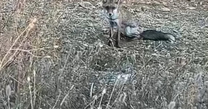 Aç kalan yavru tilki köye indi