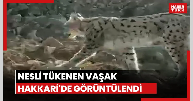 Nesli tükenen vaşak Hakkari de görüntülendi