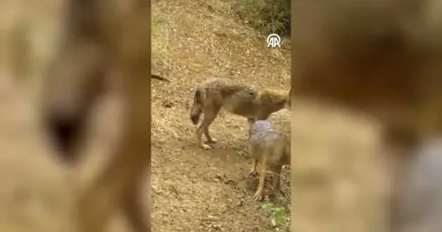 Uludağ da 2 çakal fotokapanla görüntülendi