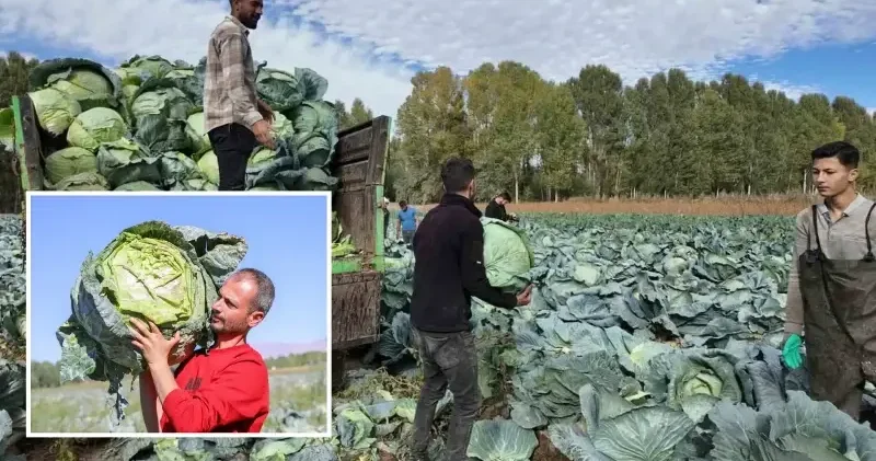 Ata tohumuyla yetiştirilen Erciş lahanası nın hasadı başladı Hayat Haberleri