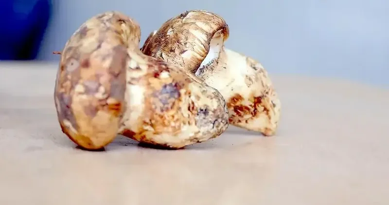 Sedir mantarının geleceği için uyarı: Her mantar toplanmaz Adana Haberleri