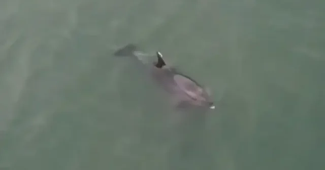 Karadeniz de dolaşan yunus dronla görüntülendi VİDEO İZLE