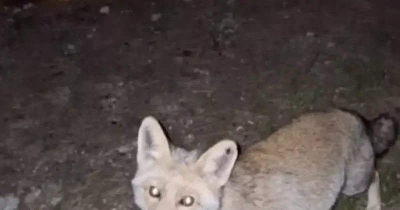 Osmaniye’de meraklı tilki, Osmaniye kömbesini geri çevirmedi