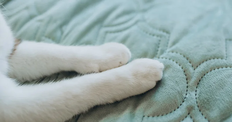 Kedilerin yoğurma hareketinin sebebi buymuş Sözcü Gazetesi