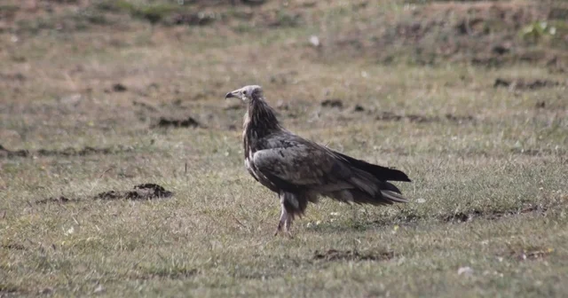 Bayburt ta nesli tehlike altında olan Mısır Akbabası görüldü Bayburt Haberleri