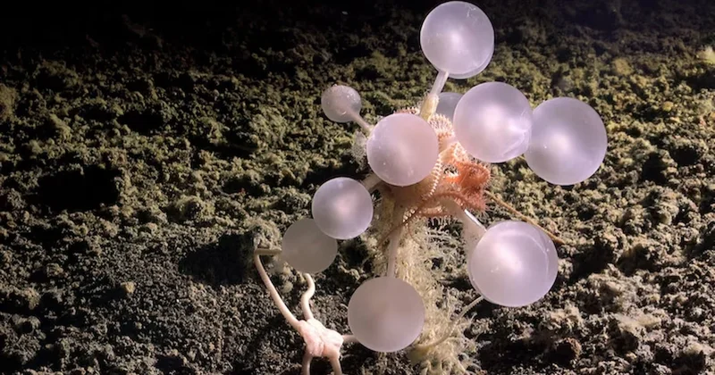 Derin denizde korkutucu keşif: Avını yiyen “ölüm topu” sünger bulundu! Sözcü Gazetesi