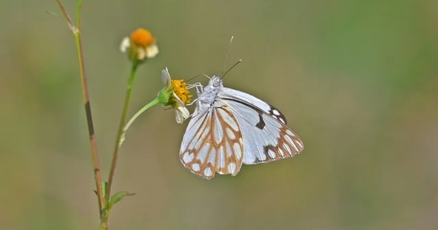 Güneydoğu da beyaz öncü kelebek zamanı Diyarbakır Haberleri
