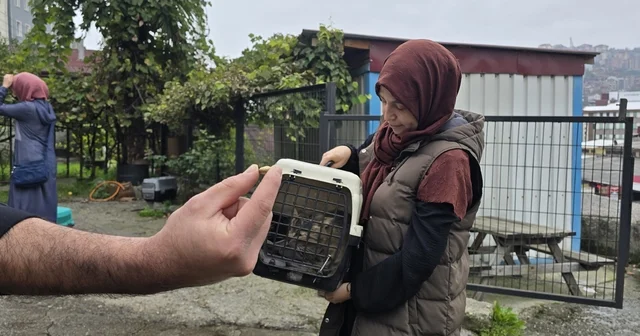 Kayıp kedi, patisinde mermiyle geri döndü Zonguldak Haberleri