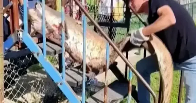 Sakarya da oltaya 50 kiloluk dev balık takıldı VİDEO İZLE