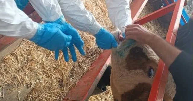 Nazilli de şap hastalığıyla mücadele sürüyor Aydın Haberleri