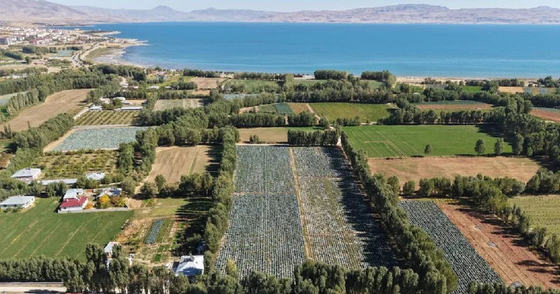 Van Erciş te coğrafi işaret hasat başladı: Ata tohumuyla rekor verim Sözcü Gazetesi