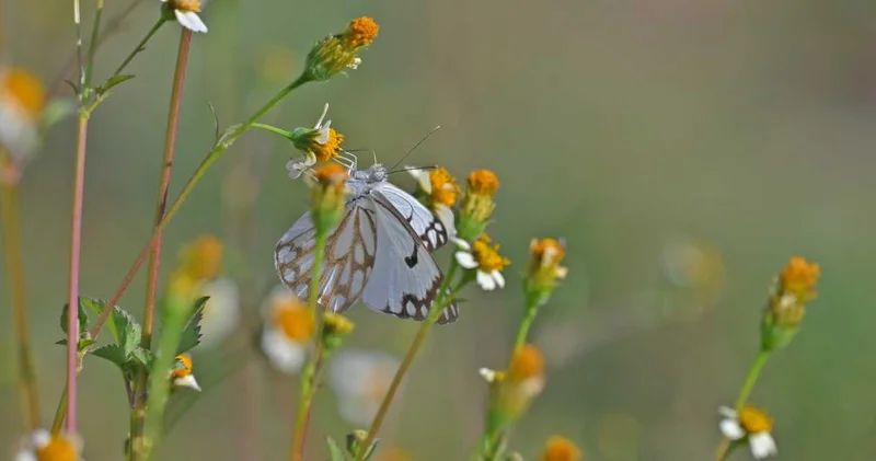 Diyarbakır ve Siirt’te görüldü: Afrika’dan Hint yarımadasına kadar uzanıyor!