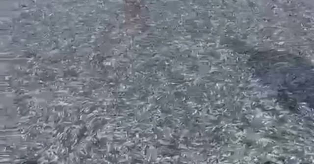 İznik Gölü nde tek seferde 21 ton gümüş balığı yakalandı Bursa Haberleri