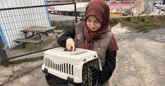 Bacağına yorgun mermi isabet eden kedi, ameliyatla sağlığına kavuştu Zonguldak Haberleri