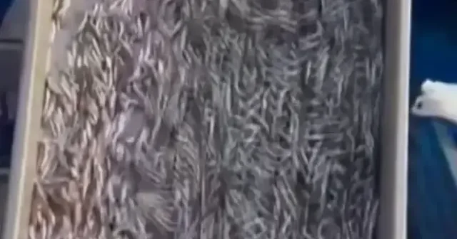 Araklı Limanında hafta sonu hamsi yoğunluğu VİDEO İZLE