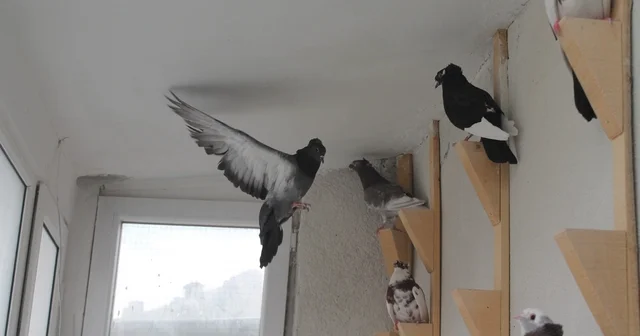 Türk fısıldayıcısı Bayburt Güvercini sesiyle büyülüyor Bayburt Haberleri