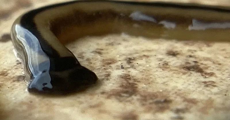 Görürseniz ezmeyin, kesmeyin, öldürmeyin: Zehirli olduğu duyuruldu Sözcü Gazetesi