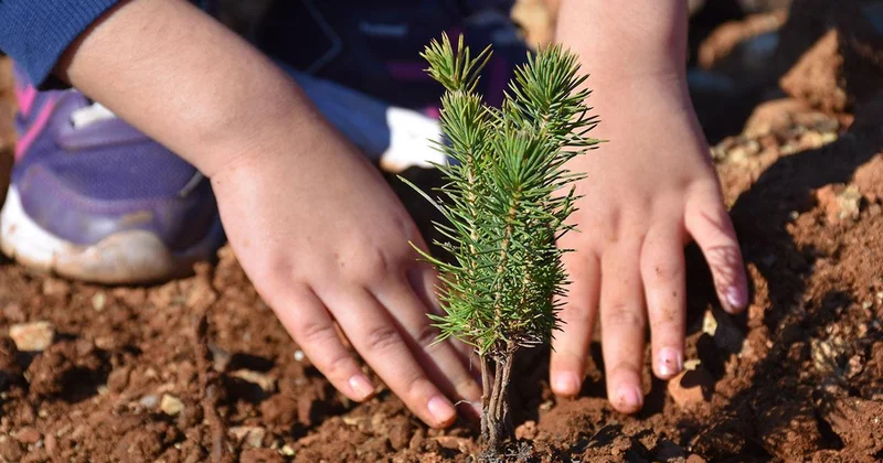 Milyonlarca fidan 11 Kasım da toprakla buluşacak