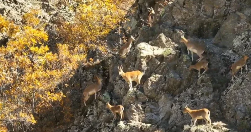 Yaban keçilerinden kartpostallık görüntüler