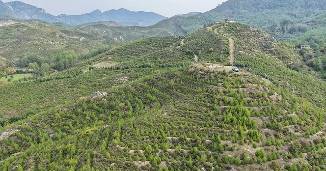 Dalaman da 6 yıl önce dikilen fidanlar ormana dönüştü Muğla Haberleri