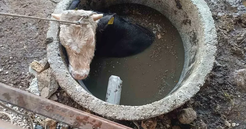 Kuyuya düşen ineği itfaiye kurtardı