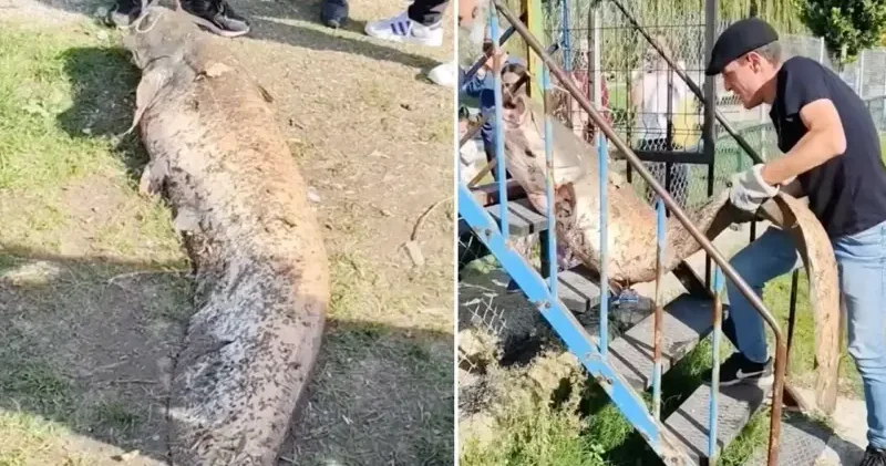 Balıkçının oltasına 50 kiloluk balık takıldı Sakarya Haberleri