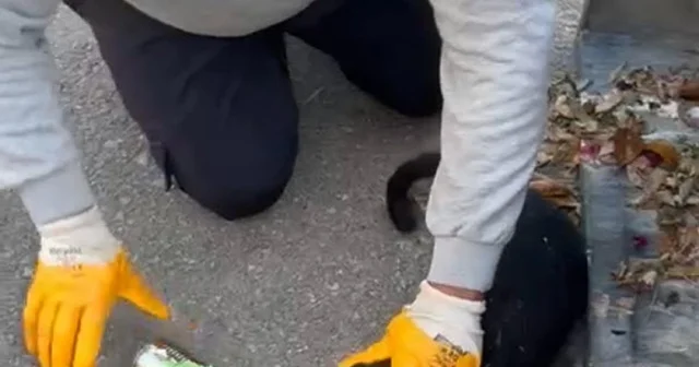 Başı konserve kutusuna sıkışan kediyi belediye temizlik personeli kurtardı Muğla Haberleri