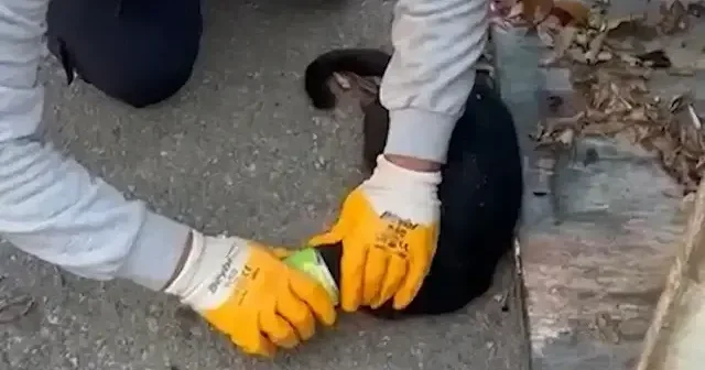 Muğla da başı konserve kutusuna sıkışan kedi kurtarıldı VİDEO İZLE