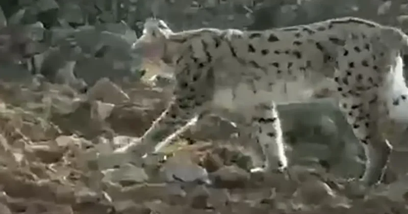 Kazan Vadisi nde nefes kesen karşılaşma kamerada