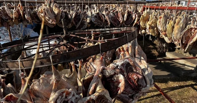 Gurbetteki Karslılar için 900 kazı keserek kurutmaya bıraktı Kars Haberleri