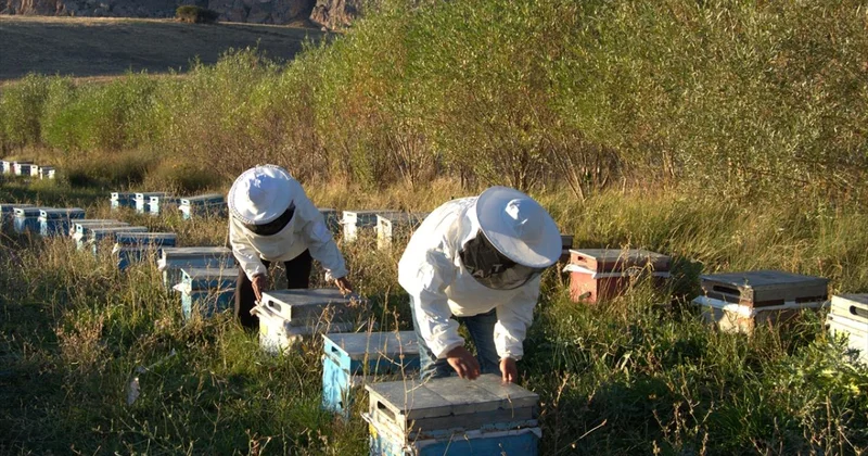 Arıcılık için mesleki standart geliyor