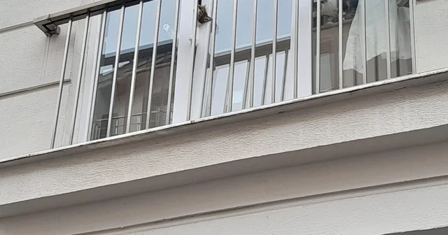 Başı pencereye sıkışan kedi için kurtarma operasyonu Zonguldak Haberleri