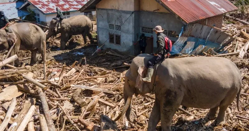 Endonezya da felaketin boyutu büyüyor, enkazı temizlemek için filler kullanılıyor