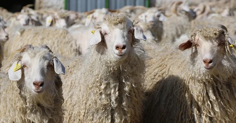 Tiftik sözleşmelerinde köklü değişiklik: süreler uzatıldı Sözcü Gazetesi