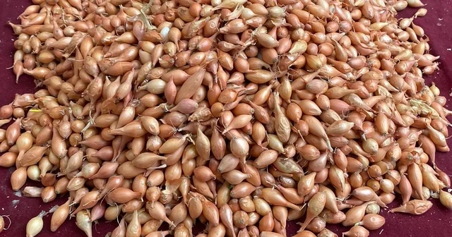 Soğan üreticilerine Dikim zamanı uyarısı Manisa Haberleri