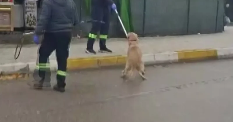 Adana’da başıboş sokak köpekleri toplanıyor