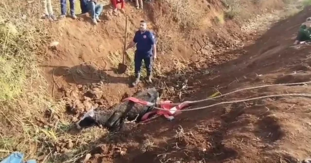 Tahliye kanalına düşen inek kurtarıldı Şanlıurfa Haberleri