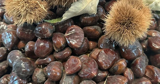 Bursa kestanesinin geleceği konuşuldu Bursa Haberleri