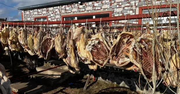 Kars haberleri İpe dizilen 900 kazı gören dönüp bir daha baktı 09 Aralık 2025