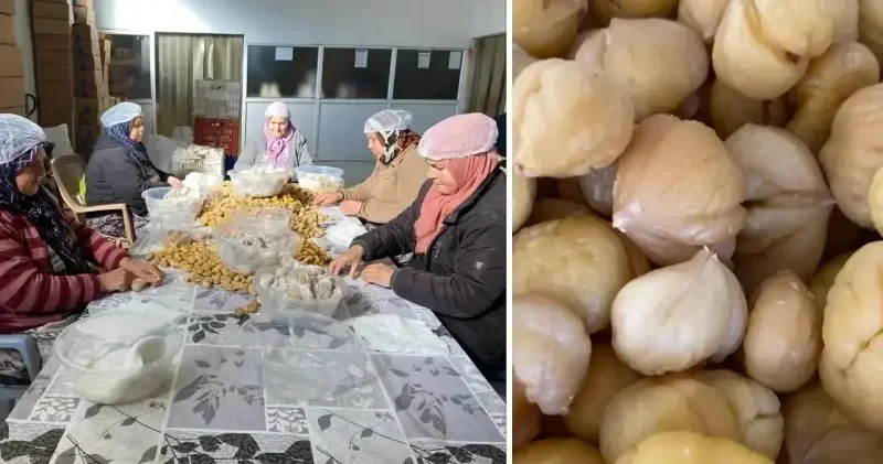 Türkiye’nin yüzde 33’ünü karşılayan Aydın Kestanesi ihracata hazırlanıyor Aydın Haberleri