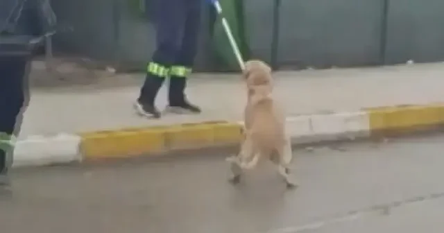 Adana da valilik kararıyla sahipsiz köpekler toplanmaya başladı VİDEO İZLE