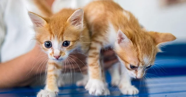 Kuşadası Belediyesi Veteriner İşleri Müdürlüğü nden mikroçip taktırın uyarısı Aydın Haberleri