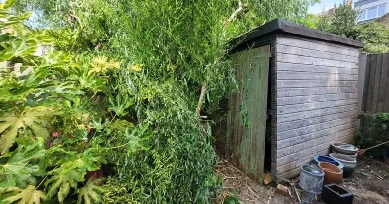 Bahçesindeki bitki kontrolden çıktı: Evin her yerini kaplayıp tonla borca soktu Sözcü Gazetesi