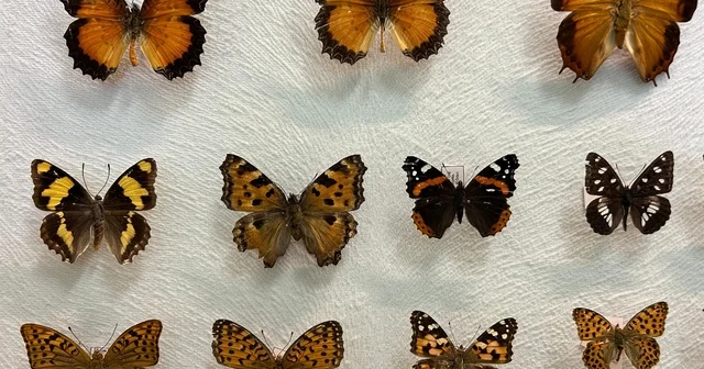 Van da binlerce kelebeğin korunduğu araştırma koleksiyonu büyüyor Van Haberleri