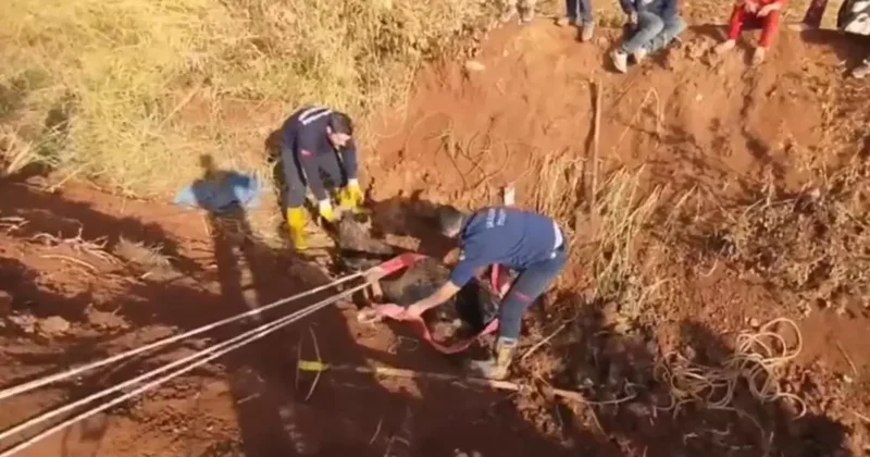 Tahliye kanalına düşen inek için seferber oldular! Böyle kurtarıldı
