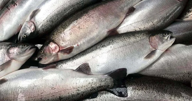 Doğu Karadeniz in Türk somonu ihracatı 164 milyon doları aştı