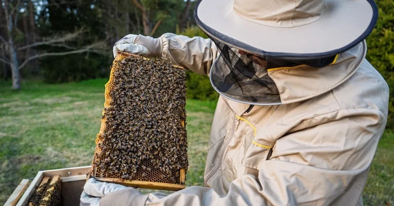 Arıcılıkta yeni dönem: Artık zorunlu olacak Sözcü Gazetesi